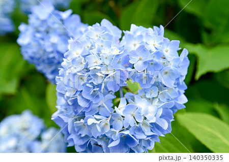 青い紫陽花 青い紫陽花 140350335