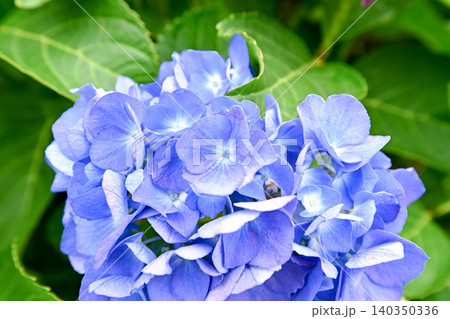 青い紫陽花 青い紫陽花 140350336