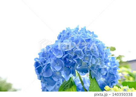 青い紫陽花 140350338