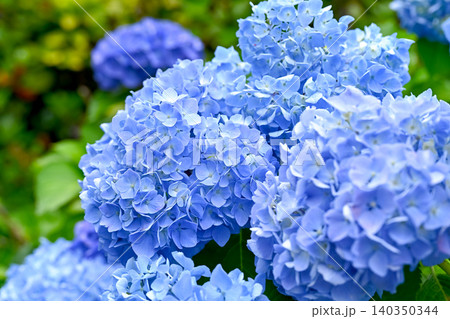 青い紫陽花 青い紫陽花 140350344