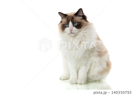 cute domestic cat sitting isolated on white background minimal composition cute domestic cat sitting isolated on white background minimal composition 140350793