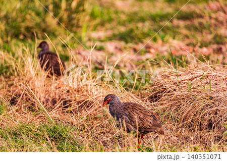 Kenya Photographers By Antony Trivet Photography 140351071