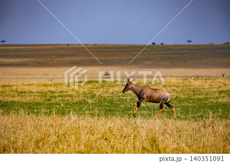 Kenya Photographers By Antony Trivet Photography 140351091