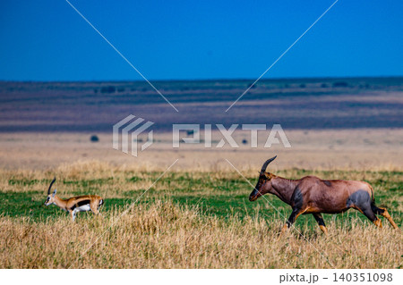 Kenya Photographers By Antony Trivet Photography Kenya Photographers By Antony Trivet Photography 140351098