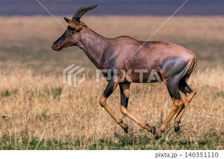 Kenya Photographers By Antony Trivet Photography 140351110