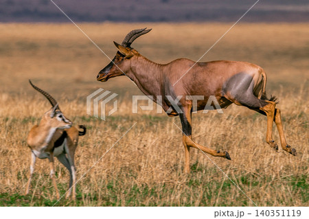 Kenya Photographers By Antony Trivet Photography 140351119