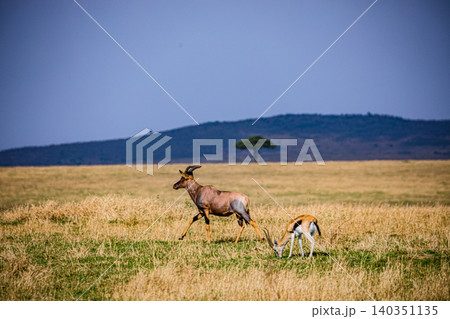 Kenya Photographers By Antony Trivet Photography 140351135
