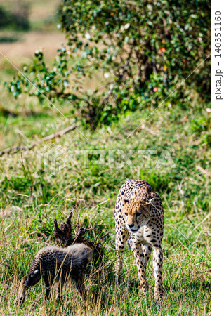 Kenya Photographers By Antony Trivet Photography 140351160