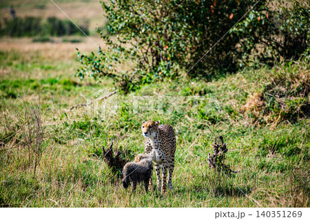 Kenya Photographers By Antony Trivet Photography Kenya Photographers By Antony Trivet Photography 140351269