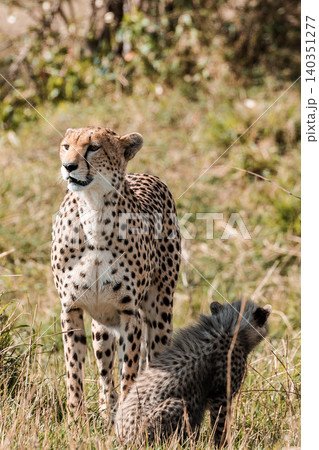 Kenya Photographers By Antony Trivet Photography Kenya Photographers By Antony Trivet Photography 140351277