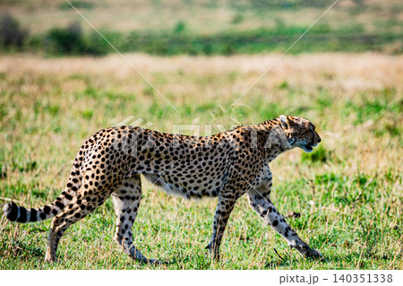 Kenya Photographers By Antony Trivet Photography Kenya Photographers By Antony Trivet Photography 140351338