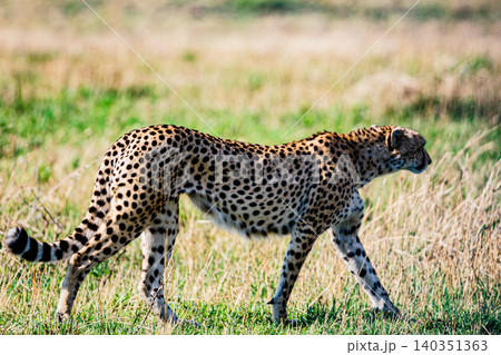 Kenya Photographers By Antony Trivet Photography Kenya Photographers By Antony Trivet Photography 140351363