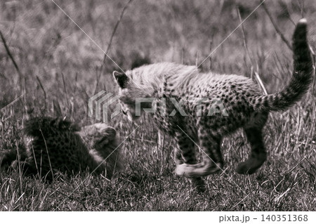 Kenya Photographers By Antony Trivet Photography Kenya Photographers By Antony Trivet Photography 140351368