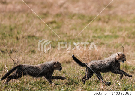 Kenya Photographers By Antony Trivet Photography Kenya Photographers By Antony Trivet Photography 140351369