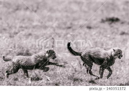 Kenya Photographers By Antony Trivet Photography Kenya Photographers By Antony Trivet Photography 140351372