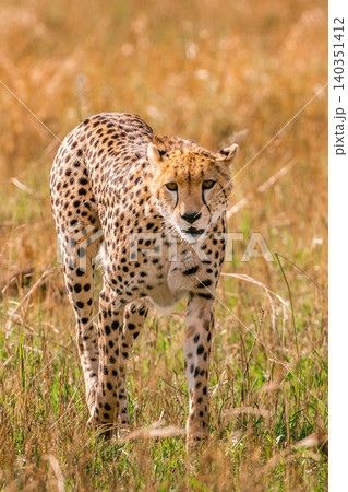 Kenya Photographers By Antony Trivet Photography Kenya Photographers By Antony Trivet Photography 140351412