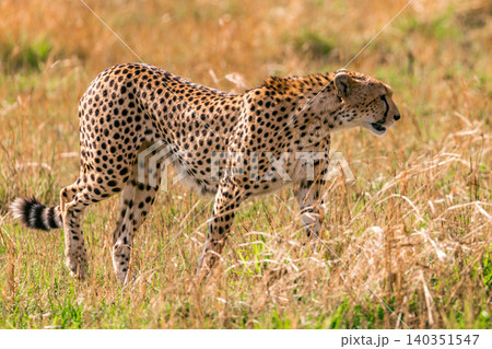 Kenya Photographers By Antony Trivet Photography Kenya Photographers By Antony Trivet Photography 140351547
