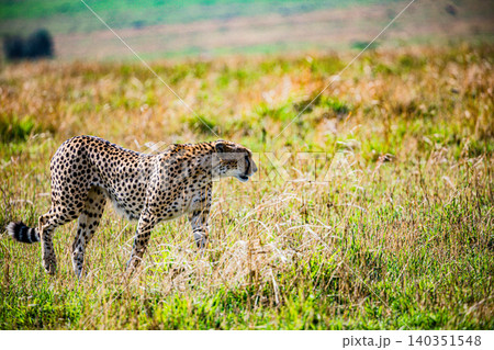 Kenya Photographers By Antony Trivet Photography Kenya Photographers By Antony Trivet Photography 140351548