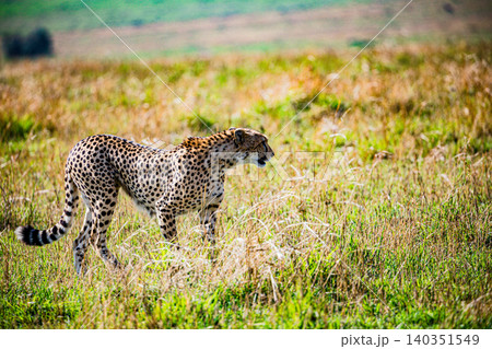 Kenya Photographers By Antony Trivet Photography Kenya Photographers By Antony Trivet Photography 140351549