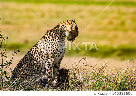 Kenya Photographers By Antony Trivet Photography 140351600