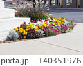 Colorful Flowers outdoor by a sidewalk Colorful Flowers outdoor by a sidewalk 140351976