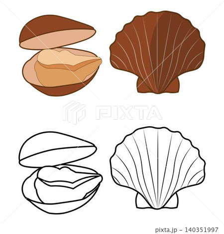 Ocean bivalve shell flat and outline illustrations 140351997