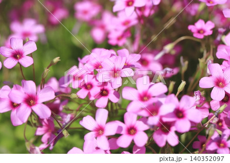 満開のイモカタバミの花 満開のイモカタバミの花 140352097