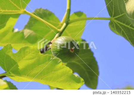 熟す前の無花果（イチジク）の実 140352215