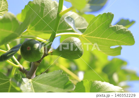 熟す前の無花果(イチジク)の実 熟す前の無花果(イチジク)の実 140352229