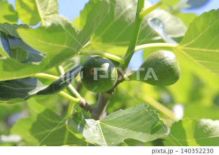 熟す前の無花果(イチジク)の実 熟す前の無花果(イチジク)の実 140352230
