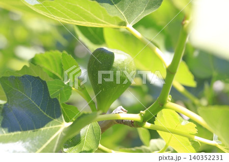 熟す前の無花果(イチジク)の実 熟す前の無花果(イチジク)の実 140352231