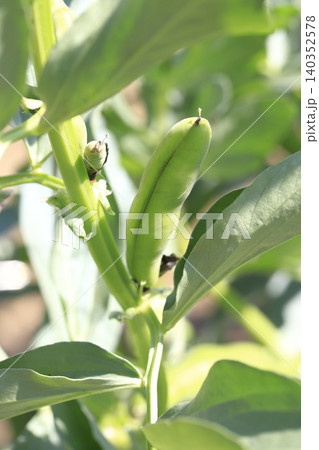 大きく育った空豆(ソラマメ)の実 大きく育った空豆(ソラマメ)の実 140352578