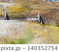 African penguins stand on sunlit granite rocks 140352754