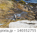 African penguins stand on sunlit granite rocks 140352755