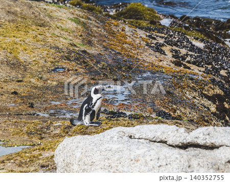 African penguins stand on sunlit granite rocks African penguins stand on sunlit granite rocks 140352755