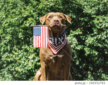Patriotic brown dog and American flag Patriotic brown dog and American flag 140352781