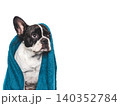 French Bulldog wrapped in a blue towel 140352784