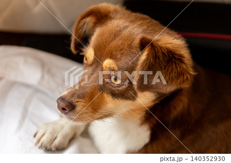 small brown dog looking away to the side 140352930