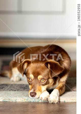 small brown mixed-breed dog lying on rug indoors small brown mixed-breed dog lying on rug indoors 140352958