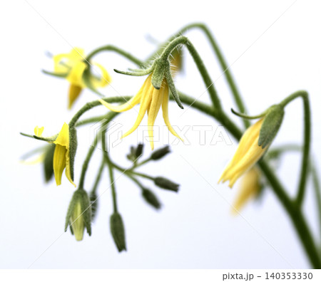 Close up of tomato flower blossom yellow petals 140353330