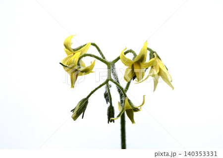 Close up of tomato flower blossom yellow petals Close up of tomato flower blossom yellow petals 140353331