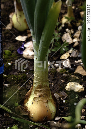 Close up of home grown onion plants before being harvested from the earth Close up of home grown onion plants before being harvested from the earth 140353337