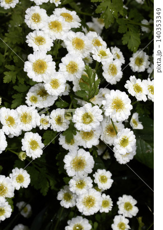 Close up of feverfew white daisy flowers in the wild wildflower Close up of feverfew white daisy flowers in the wild wildflower 140353349