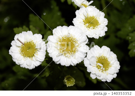 Close up of feverfew white daisy flowers in the wild wildflower Close up of feverfew white daisy flowers in the wild wildflower 140353352