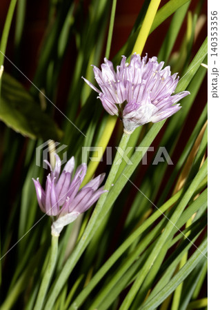Close up of chive herb purple flowers 140353356