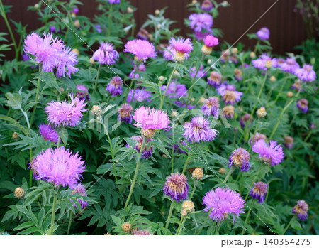 Pink cornflower blossoms bloom inside an uncultivated wild meadow field. Perennial fluffy knapweed flowers grow among dense green grass leaves. Pink cornflower blossoms bloom inside an uncultivated wild meadow field. Perennial fluffy knapweed flowers grow among dense green grass leaves. 140354275
