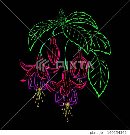 Bunch of several fuchsia flowers with leaves. Outline stylized illustration in vivid neon colors. Isolated design element on black background. 140354361