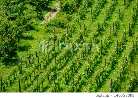 Green vineyard rows on a sunny hillside Green vineyard rows on a sunny hillside 140355009
