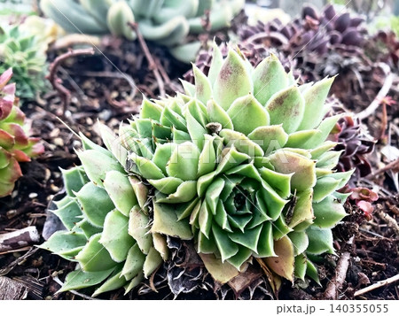 Succulent Plants Succulent Plants 140355055