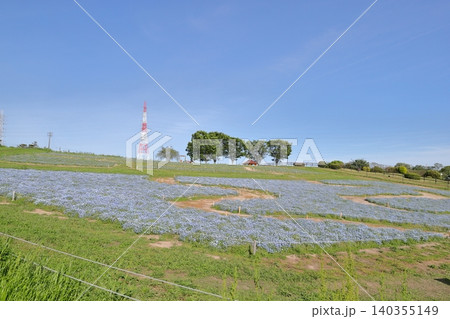 ネモフィラ 開放感あふれるお花畑の風景(愛知牧場 愛知県 日進市) ネモフィラ 開放感あふれるお花畑の風景(愛知牧場 愛知県 日進市) 140355149